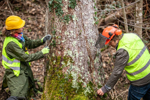  Westke, LA Tree Services Pros